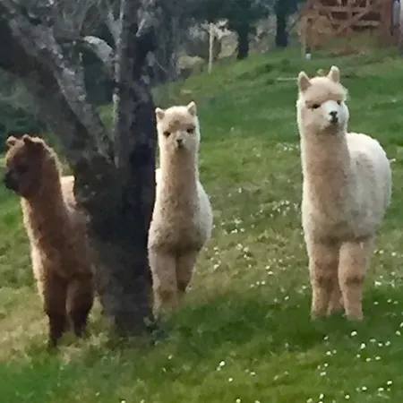 Logis La Chaumière 3* Arsonval